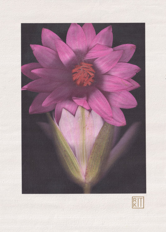 WATER LILY ART PRINT